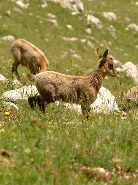 Camoscio d''Abruzzo Rupicapra pyrenaica ornata